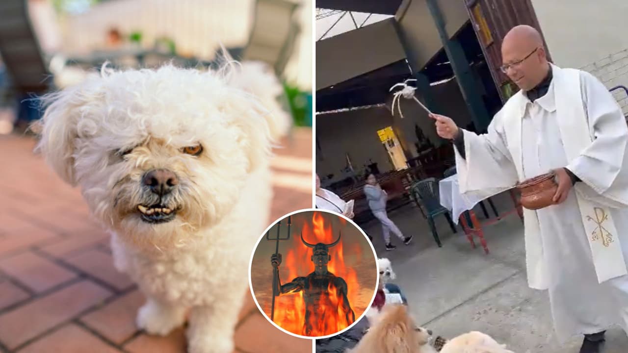 Sacerdote lanza agua bendita a perritos y uno se enoja: internautas dicen que estaba "poseído"