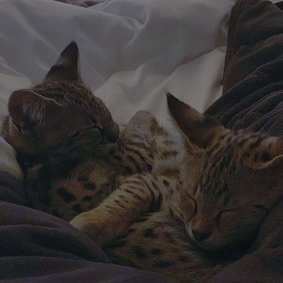 "Creemos que comprenderá lo difícil que es mirar a los ojos de los animales y saber que, debido a que las personas pagan a los criadores, muchos de ellos pagarán con sus vidas", continuó.