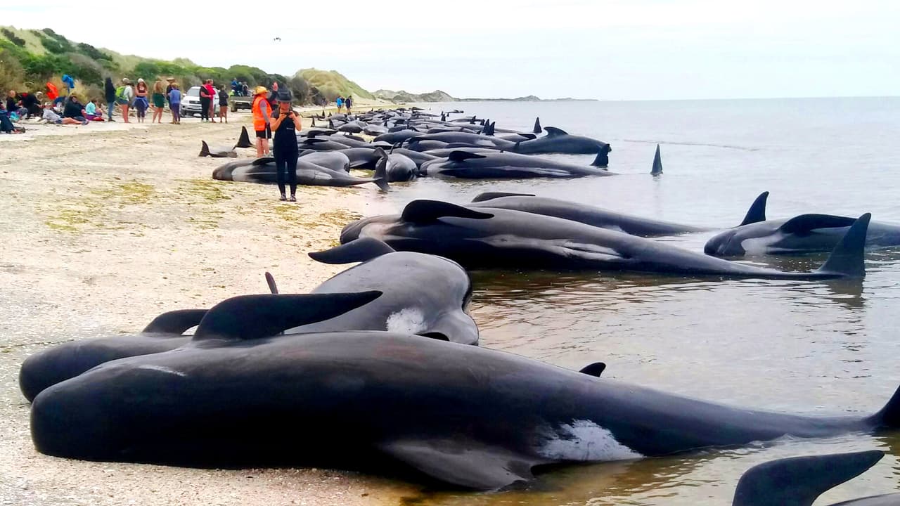 Científicos buscan explicación al peor varamiento de ballenas en 30 años en Nueva Zelanda mientras buscan rescatar a 90 de ellas aún vivas 