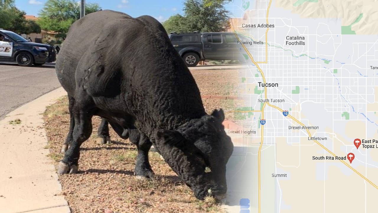 La policía dice que recibió una llamada este martes alrededor de las 9 am sobre un toro suelto en el este de
<a href="https://www.univision.com/temas/tucson">Tucson</a>.
<br>