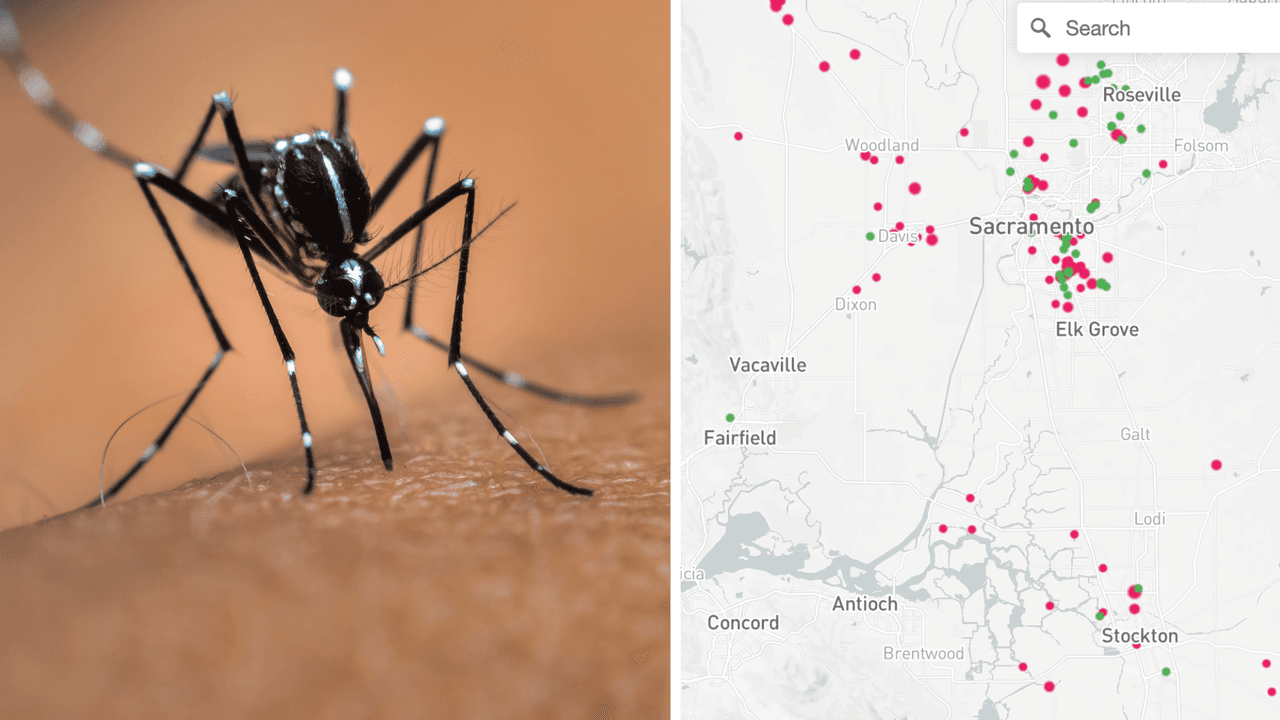 Estas son las áreas más afectadas en Sacramento por casos de mosquitos con Virus del Nilo