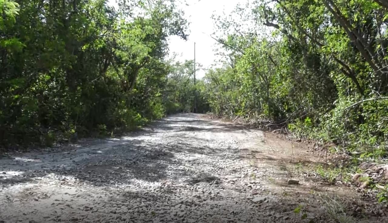 Denuncian intención de construir una carretera sobre el Bosque Seco de Guánica