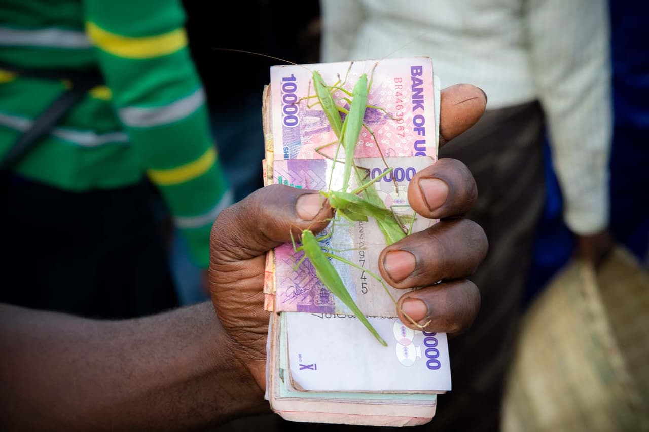 <b>‘Nsenen’</b>
<br>
<br>Una de las imágenes de la serie ganadora del Premio Fritz Pölking, una categoría especial dedicada a las historias, portafolios y proyectos fotográficos especiales de naturaleza. La serie trata sobre la captura de grillos en Uganda.
<br>