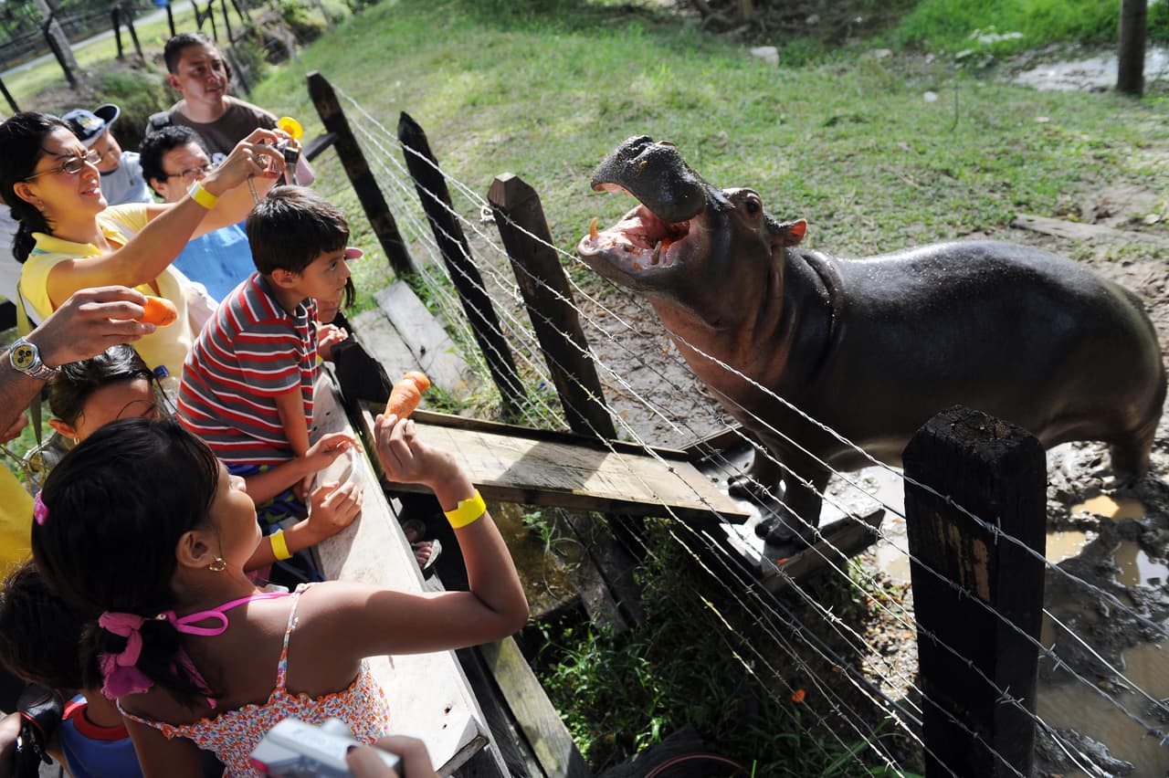 Existen alguno a los que el público puede alimentar.