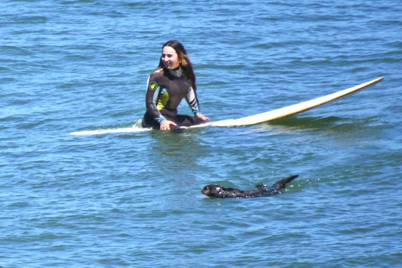 Luego de que un usuario de Twitter publicara algunas fotos de una nutria en una tabla surf disfrutando de las olas en Cowell Beach, en Santa Cruz, esta historia se viralizó.