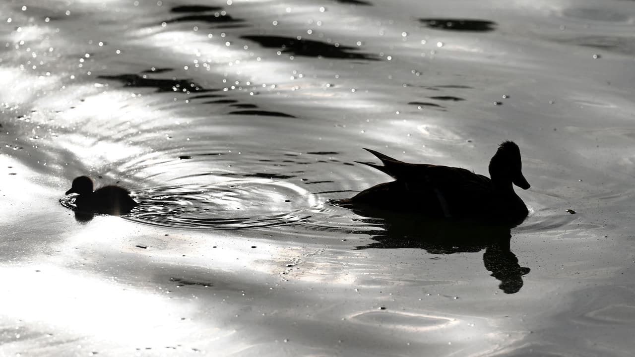 Los desperdicios de pan que le dan las personas, así como las heces que van dejando los patos, crea mala calidad del agua, problemas de bacterias y algas.