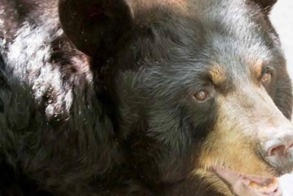 En 2013, el rancho pasó a manos del coronel Art Rilling, quien estuvo al frente de su administración antes de venderlo a empleados de larga trayectoria.
<br>
<br>En diciembre de 2018, 
<b>Yellow River Game Ranch cerró definitivamente sus puertas</b> y el 
<b><a href="https://www.univision.com/local/atlanta-wuvg/si-lo-ve-llame-a-las-autoridades-el-lagarto-sudamericano-es-visto-nuevamente-en-georgia" target="_blank">Departamento de Recursos Naturales de Georgia</a></b> participó en la reubicación de muchos de los animales que allí permanecían. 
<br>
<br>Solo algunos, entre ellos 
<b>bisontes, cerdos y osos</b>, quedaron bajo el cuidado de voluntarios dedicados a garantizar su bienestar.
<br>
<br>Y entre ellos estaba 
<b>Odi</b>, quien durante sus últimos años pudo disfrutar de 
<b>un entorno más natural.</b>
