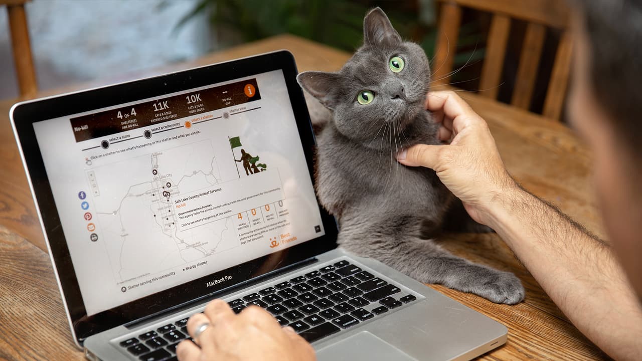 La organización que busca el
<b><a href="https://www.univision.com/local/houston-kxln/spca-houston-recibe-decenas-de-animales-rescatados-en-lake-charle-tras-el-paso-del-huracan-laura-fotos">bienestar animal</a></b> publicó su sexto informe anual de datos que buscan salvar las vidas de mascotas.