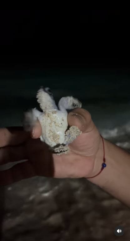 Entre las actividades que han realizado se encuentra la liberación de tortugas.
<br>