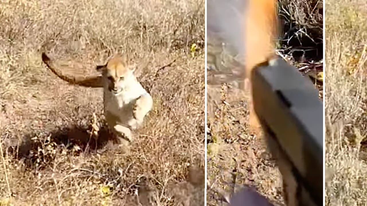 "El léon de montaña me había estado acechando durante unos 30 o 45 segundos antes de que sacara mi teléfono", revela Jared Erickson.