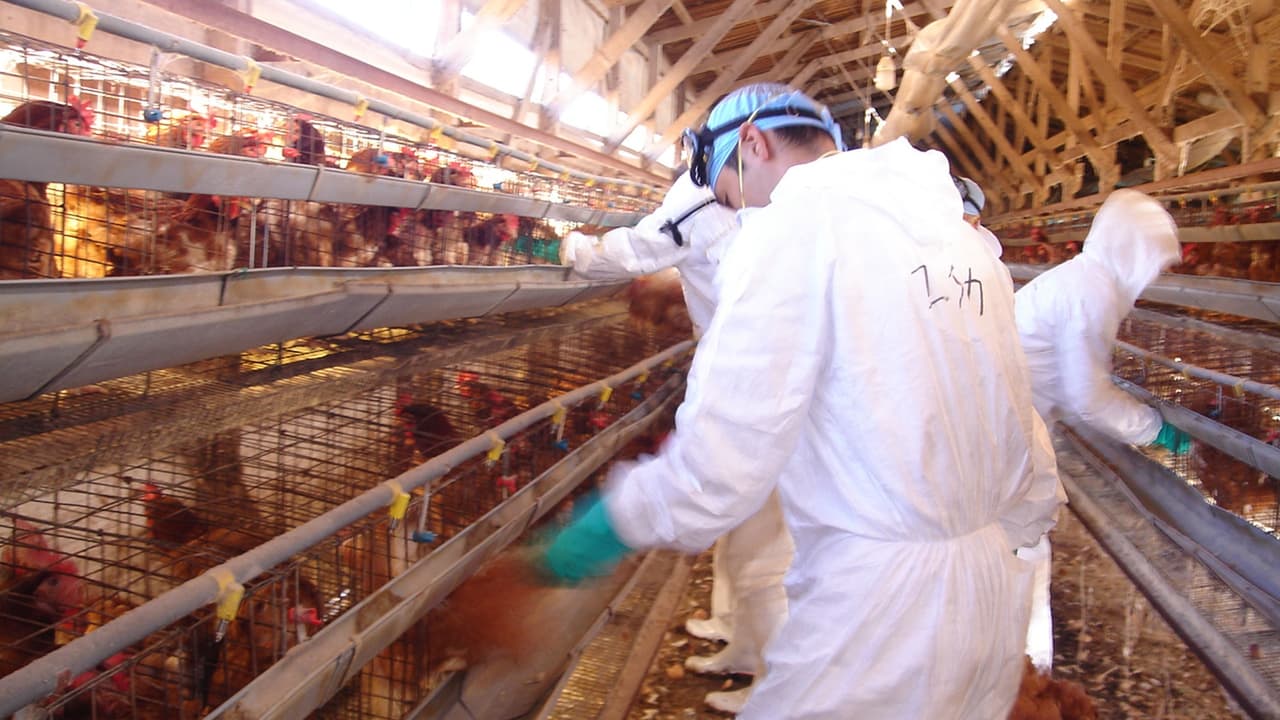 Primer caso de gripe aviar en una persona confirmado en el condado de Los Ángeles