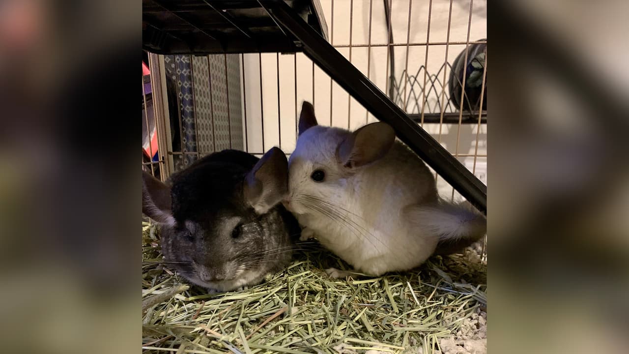 Agentes hicieron una investigación que identificó a los propietarios. Llevarán el caso a la Fiscalía del condado Harris para determinar que cargos se le imputarán.