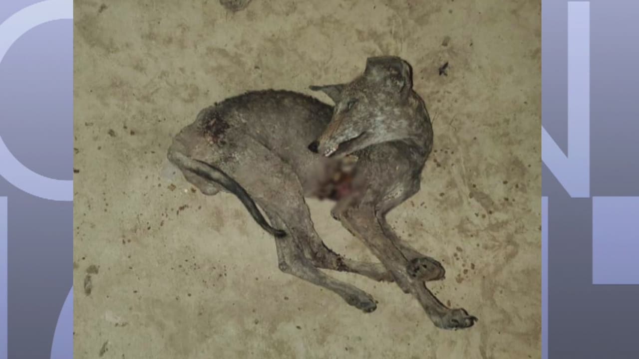 ¿Hay un chupacabras en San Antonio? Un hombre asegura haberlo visto en su propiedad