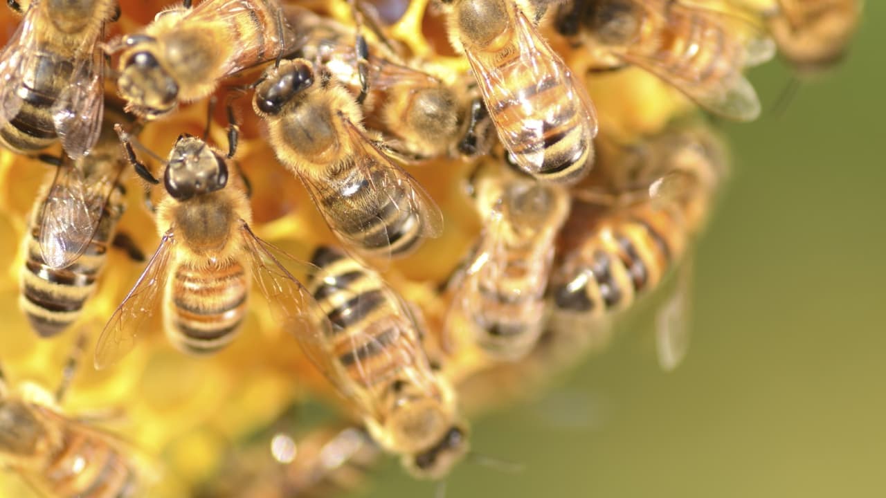 Reducción de abejas: una amenaza para la economía