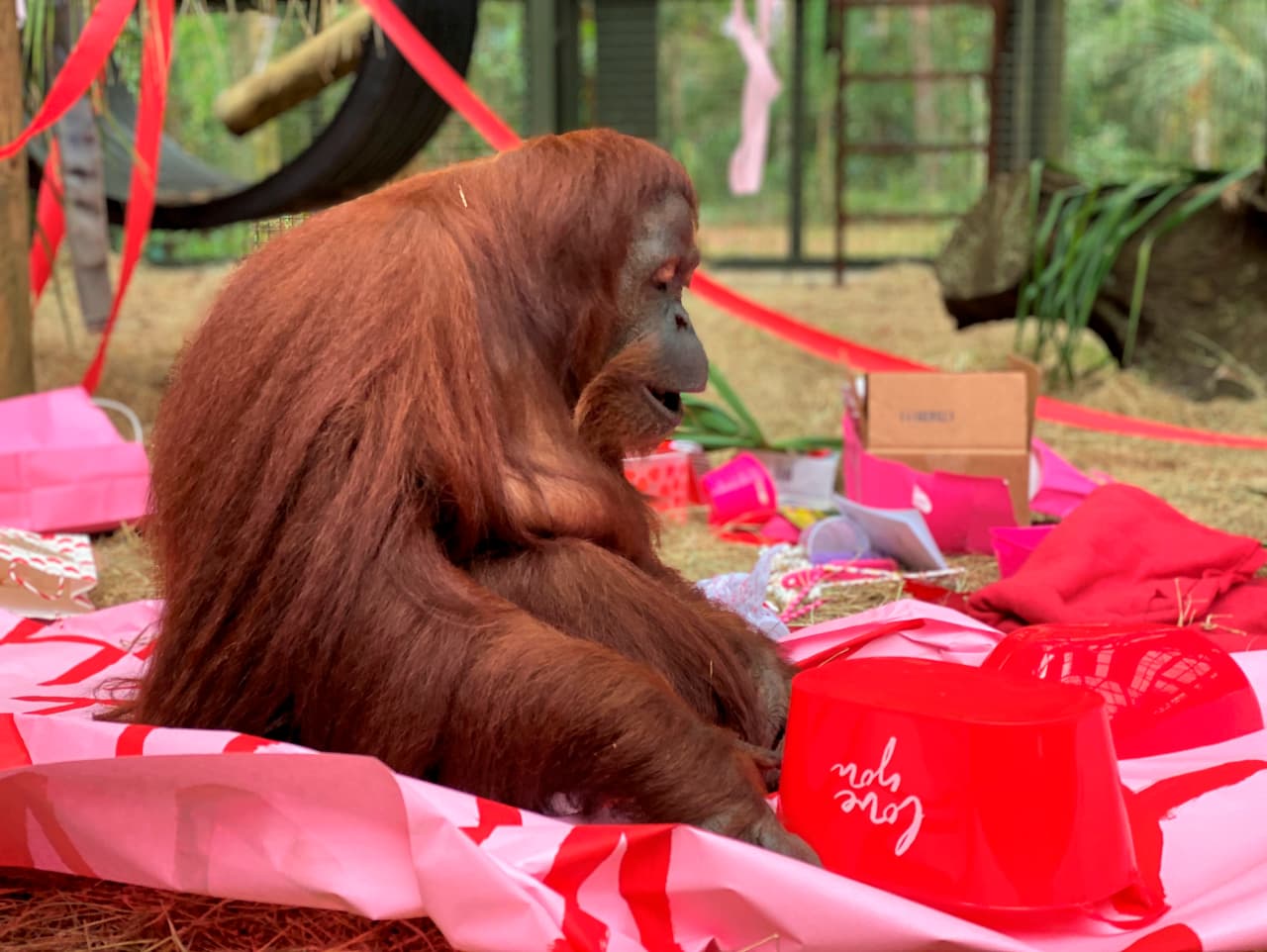 Esta simio celebra su cumpleaños con otro primate en Florida