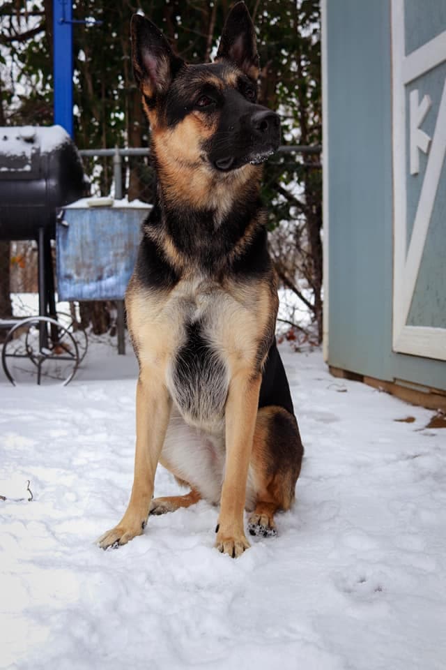 Las mascotas también formaron parte de la diversión. 
<br>