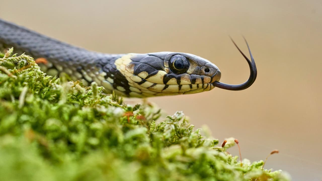 <h3 class="cms-H3-H3">⚠️ ¿Qué hacer si ves una? </h3>
<br>
<b>No te acerques</b> ni intentes matarla.
<br>
<b>Retrocede con calma</b> y deja que se aleje.
<br>
<b>Llama al control de animales (888-963-7111) </b>o a un experto para que la retire de forma segura.