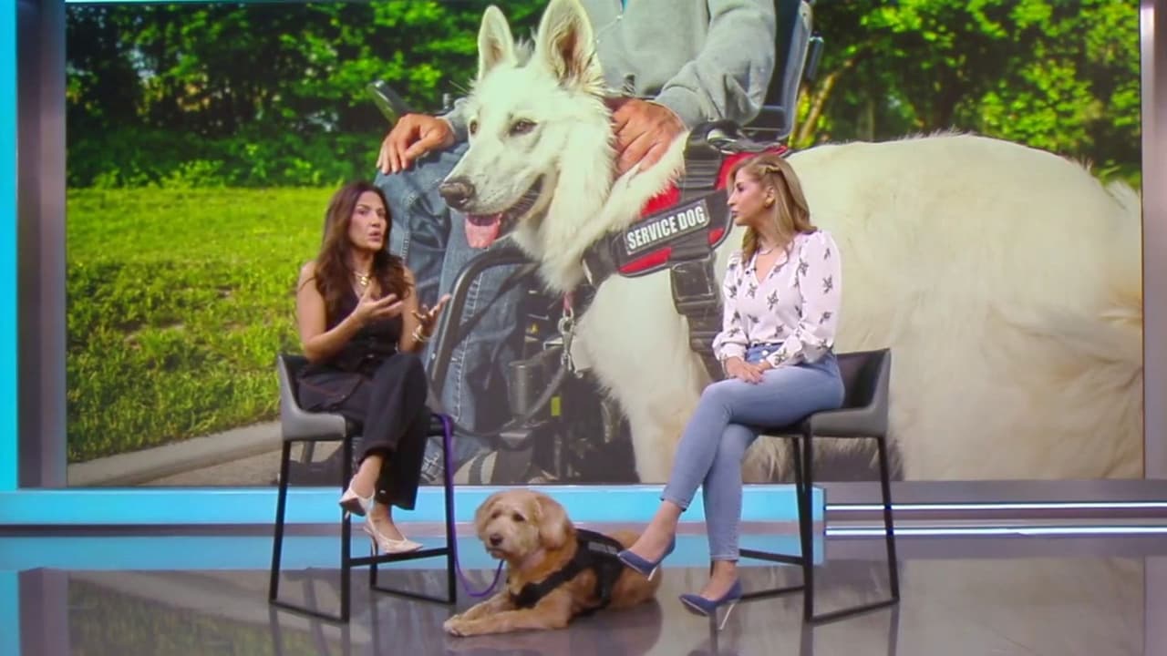 Guía: ¿Cómo saber si tu mascota puede ser un perro de servicio?