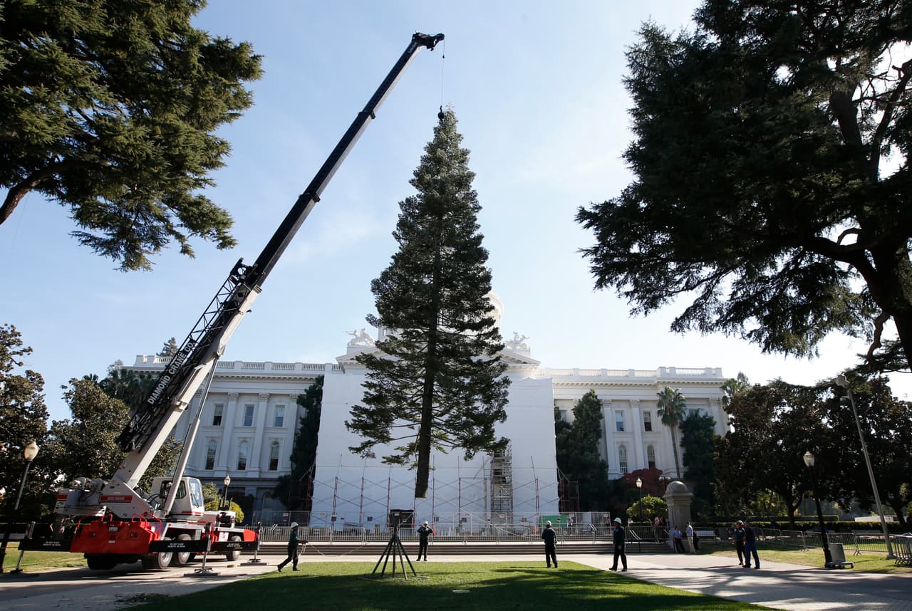 Este árbol vino del bosque nacional Carson, en Nuevo México. El Blue Spruce de 60 pies (unos 18 metros) de altura, comenzó una gira el 11 de noviembre y realizó dos docenas de paradas en todo el sur de EEUU.
