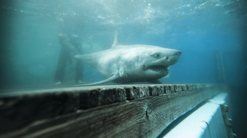Este tiburón blanco de casi 10 pies de largo inquieta a los científicos por su inusual travesía