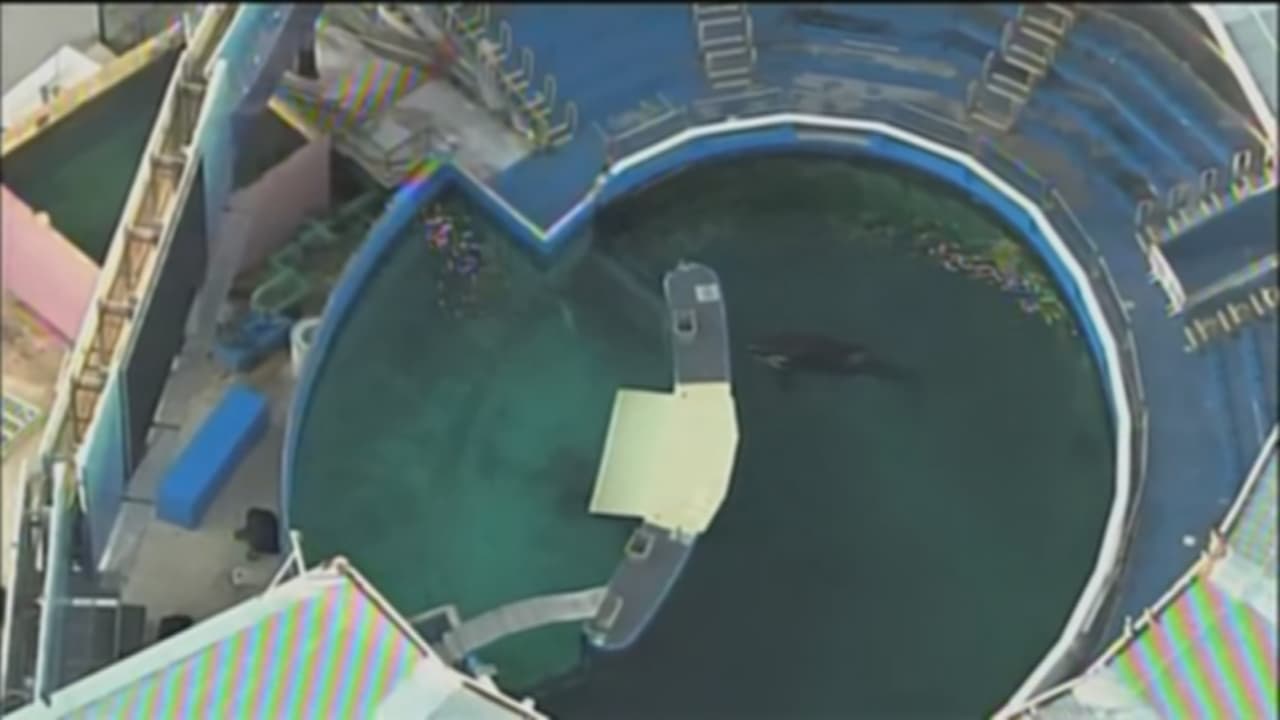 Tras más de 50 años en cautiverio, la famosa orca Lolita saldría del Miami Seaquarium rumbo a casa 