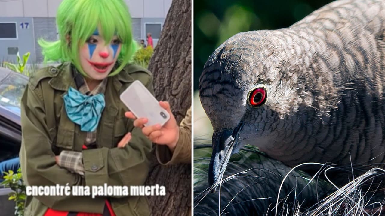 Chica evitó un asalto gracias a una paloma: su historia es tan sorprendente como bizarra