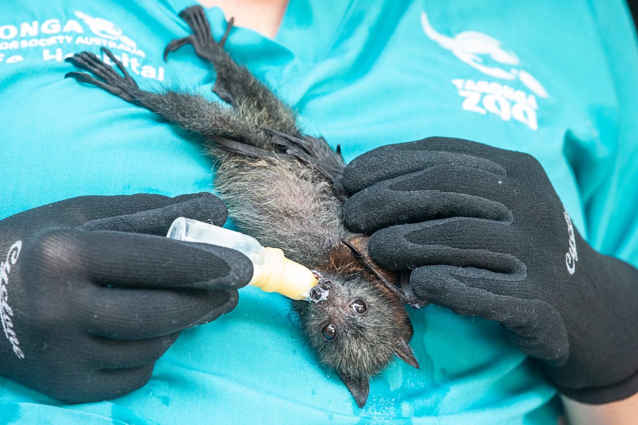 Un murciélago de cabeza gris rescadado de los fuegos es alimentado con biberón en un zoológico de Sídney. Estos datos han sido revelados semanas después de que un grupo de científicos de esta ciudad calculó que los incendios forestales habrían afectado a más de mil millones de animales.