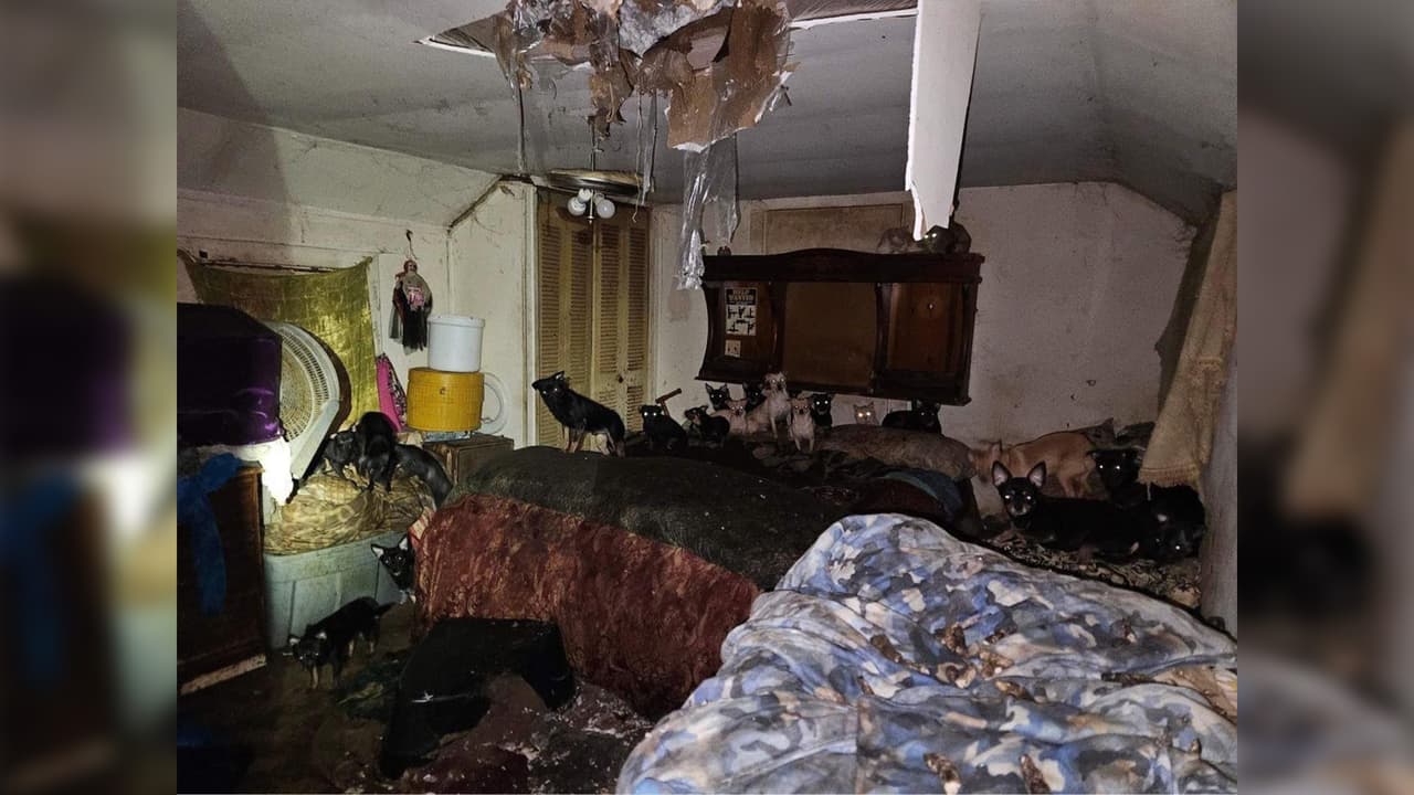 La organización 
<b>resguardó a los perros en sus instalaciones</b> de Northbrook, mientras los 
<b>gatos fueron enviados a diferentes albergues</b>. 
<br>