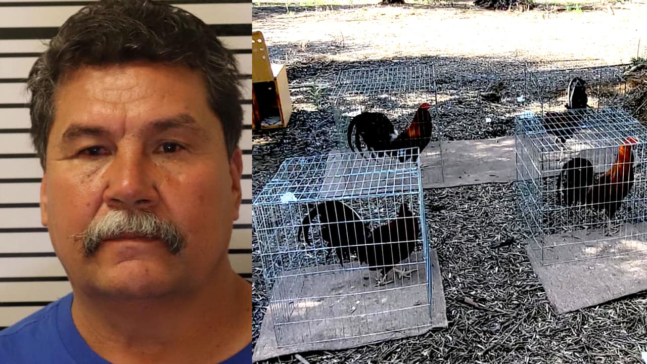 Autoridades irrumpen en medio de pelea de gallos y arrestan a sospechoso en el condado de Tulare