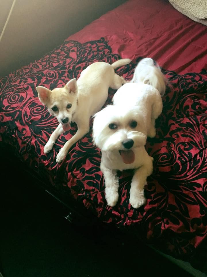 "Lucy y Toby mis pequeños niños peludos" - Aaron Nuñez Mazariego