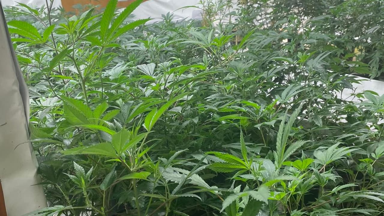 La DEA halla una operación de cultivo de marihuana en una casa en Sandy Springs