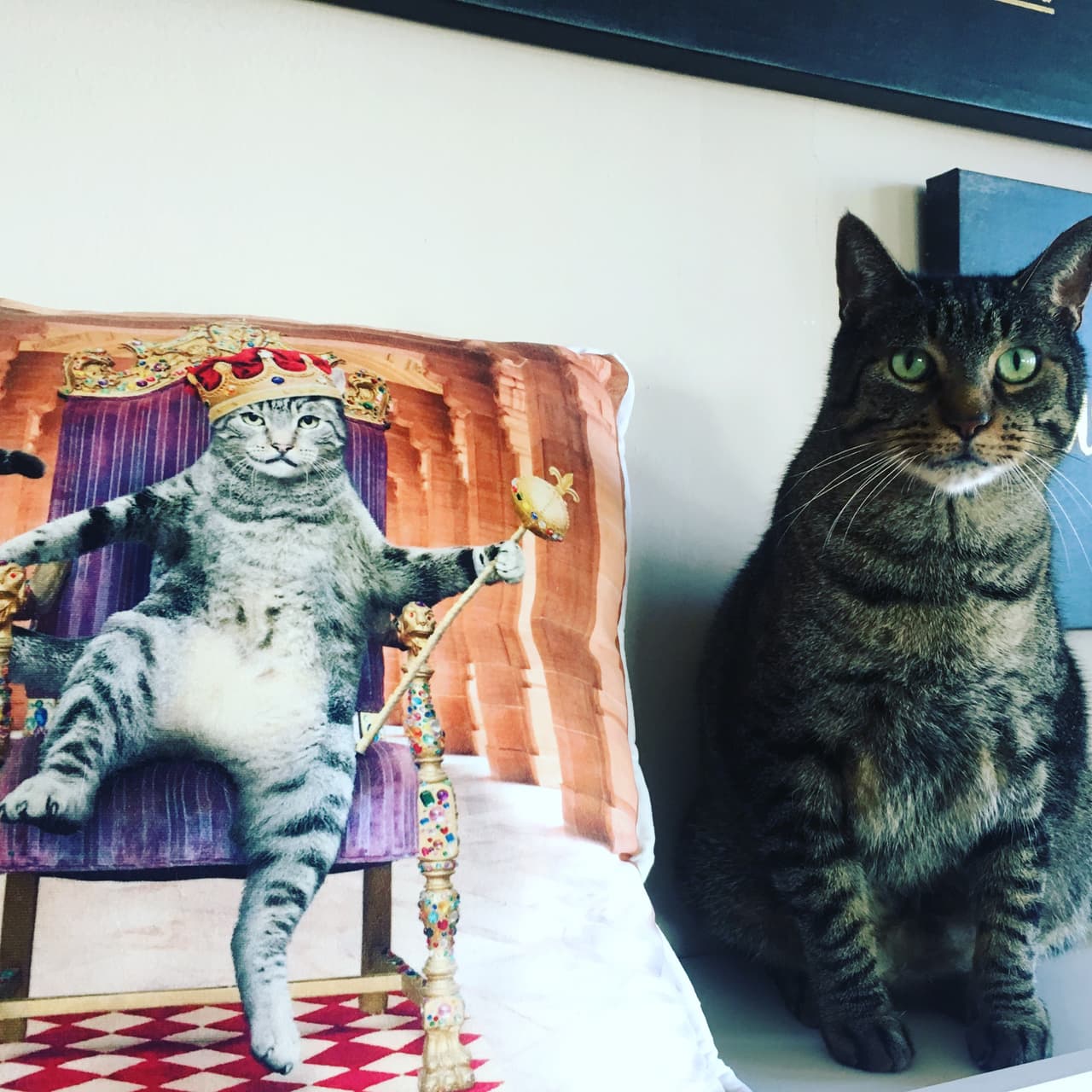 <b>Ejemplos de perseverancia</b>: Los gatos 
<b>son dueños y amos de tu vida</b>. Harán lo que quieran. Si decides no abrir la puerta por las mañanas para dejarle entrar puede pasarse un buen rato maullando, rascando o tocando, mejor hazles caso. Reconocen que son los reyes de la casa. No hay dudas. 
<br>