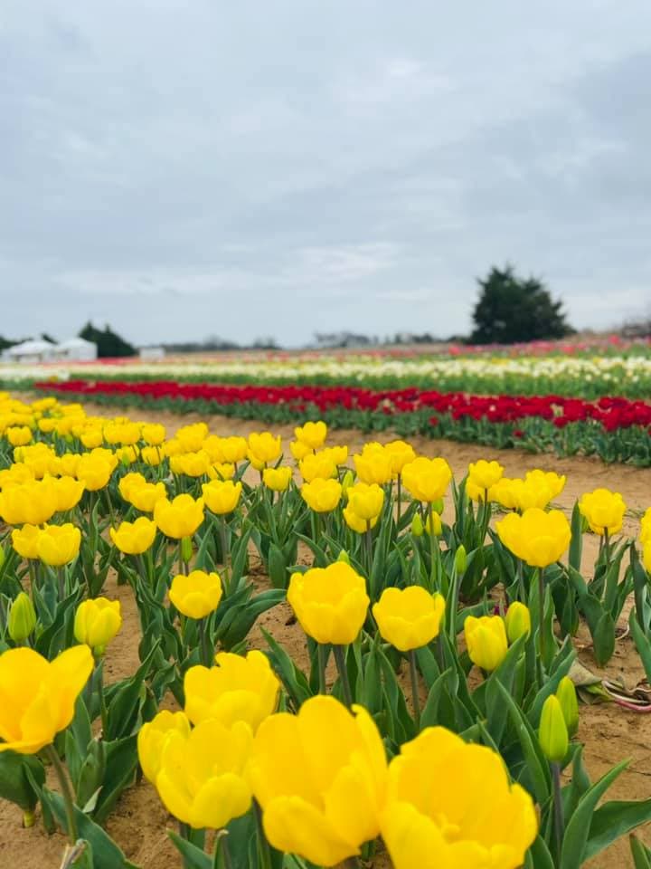 Puede obtener más información 
<a href="https://texas-tulips.com/" target="_blank">ingresando al sitio web de Texas Tulips</a>. 
<br>