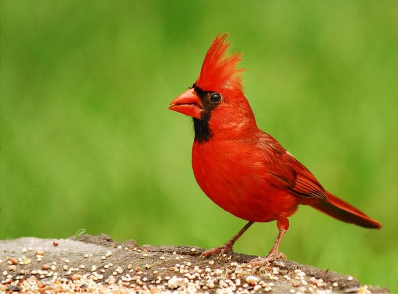 Los cardenales están en la lista de especies de pájaros cantores muertos o enfermos encontrados en 69 condados de Indiana.