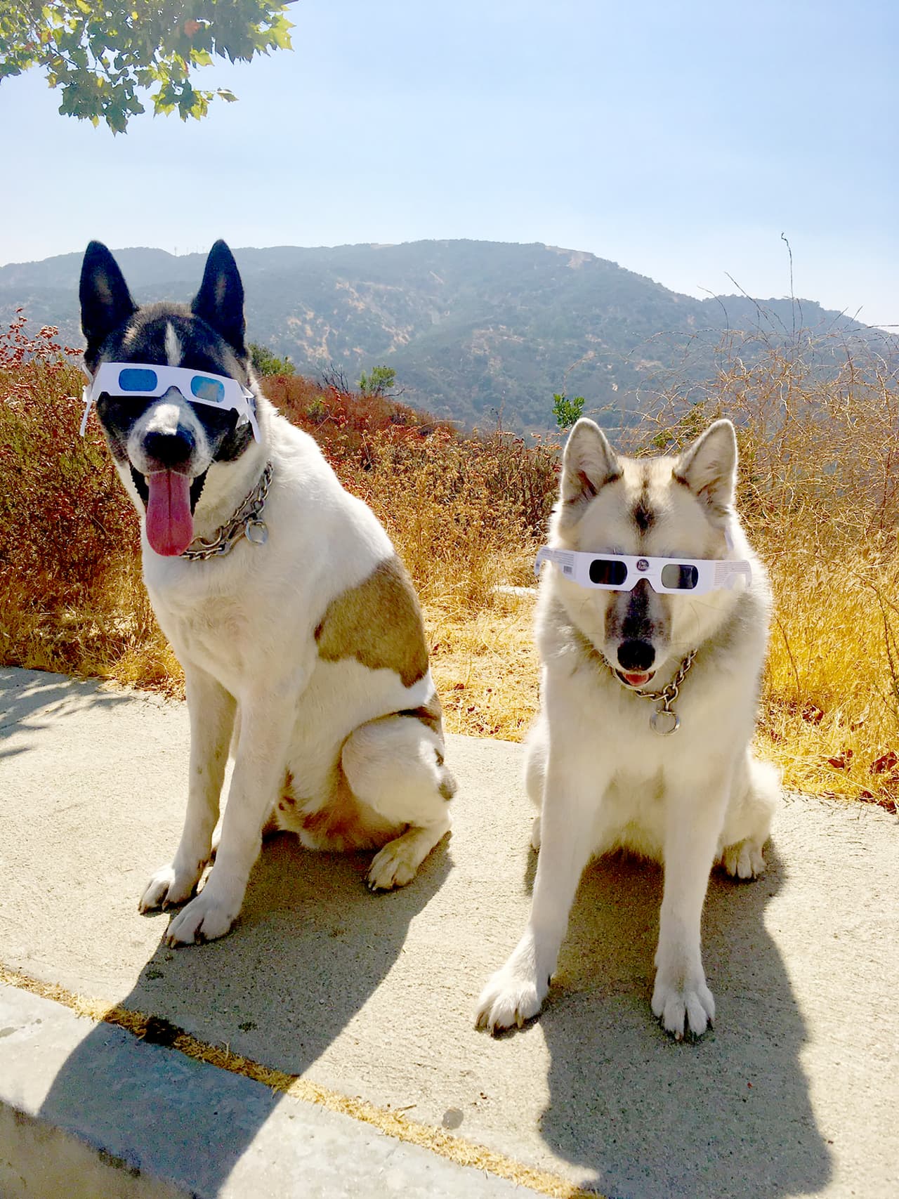 "Krispy y bengy listos para el eclipse".