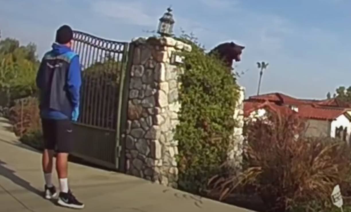 Trabajador de Amazon se encuentra de frente con un oso en California