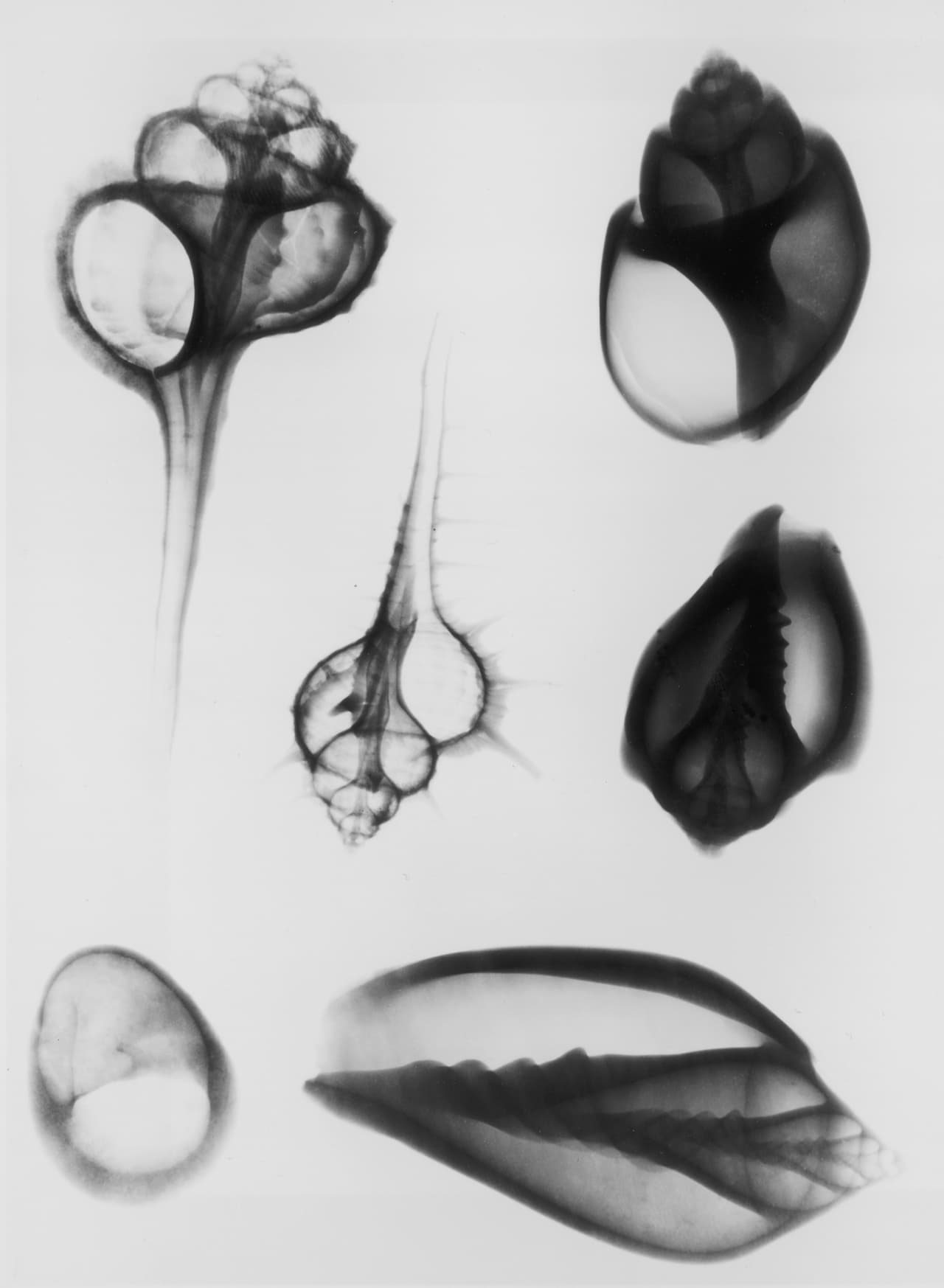 Seis conchas marinas de diferentes especies muestran el detalle de su tirabuzón interno.