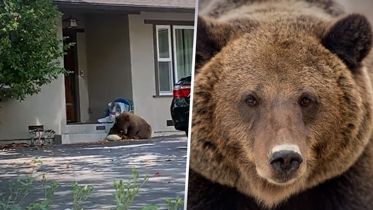 Un voraz oso paró a almorzar en suburbio de Los Ángeles; lo captan comiendo afuera de una casa