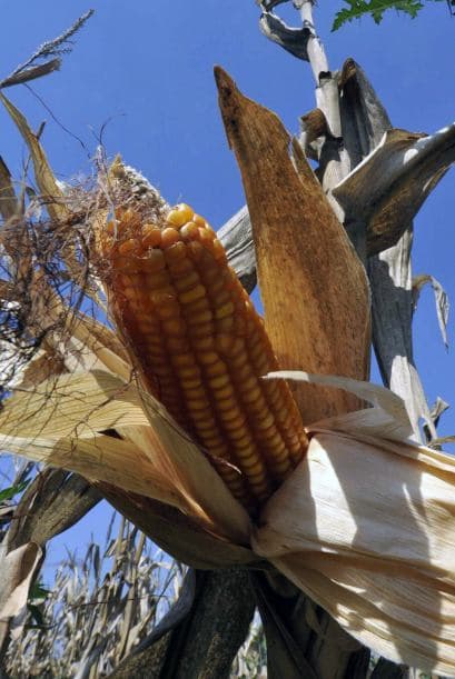 "Es una cadena productiva que controlan las empresas multinacionales. Dan la semilla a crédito, la mecanización para la preparacion del suelo, los insumos para el control de plagas, malezas y enfermedades con los herbicidas, la mecanización para la cosecha, y luego comercializan. Se cobran todo lo invertido en este proceso", explicó Daniel Campos, de la Sociedad de Estudios Rurales (SER).