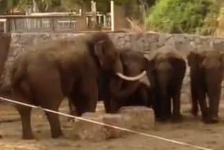 Los elefantes adultos crean una barrera alrededor de las crías segundos antes del impacto de un misil.