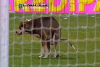 Un perro saltó a la cancha e hizo sus necesidades en pleno partido de la liga argentina