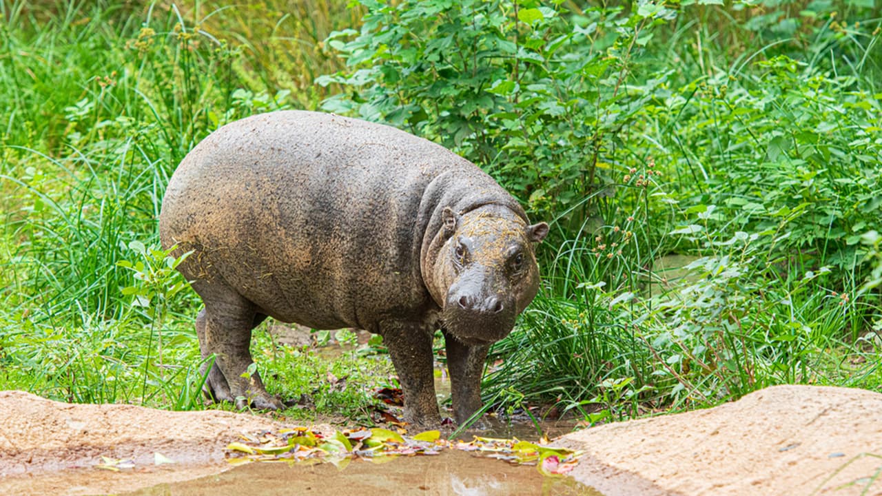 Silas es el nombre del hipopótamo pigmeo que hizo su debut oficial el 23 de noviembre.