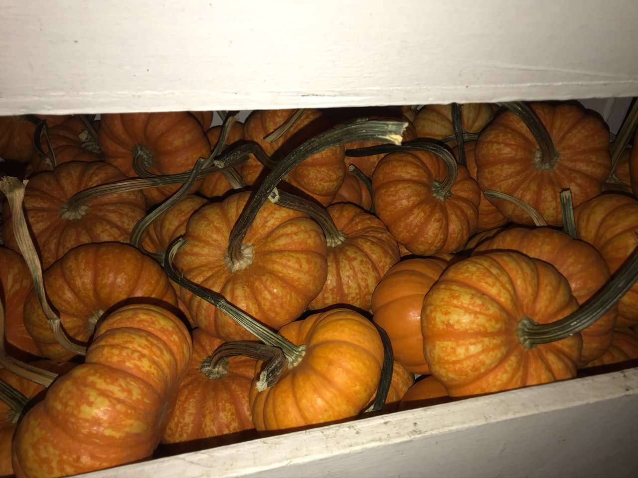 Las mini calabazas dulces de la variedad atigrada, te sorprenderán porque su tamaño no superará el de la palma de tu mano.