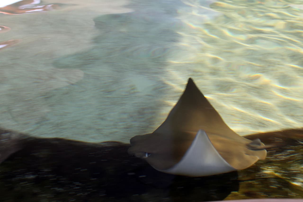 Con 13 mantarrayas el museo realiza actividades con los asistentes