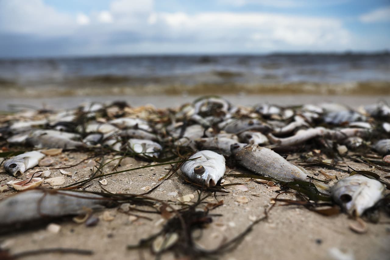 Decenas de peces muertos a causa de la marea roja fueron arrastrados hasta la orilla de la carretera de Sanibel, Florida.