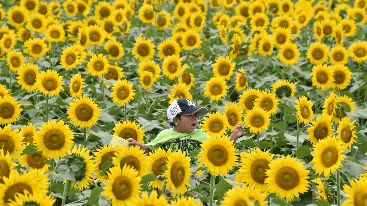 Es común regalar flores amarillas el 21 de marzo o de septiembre