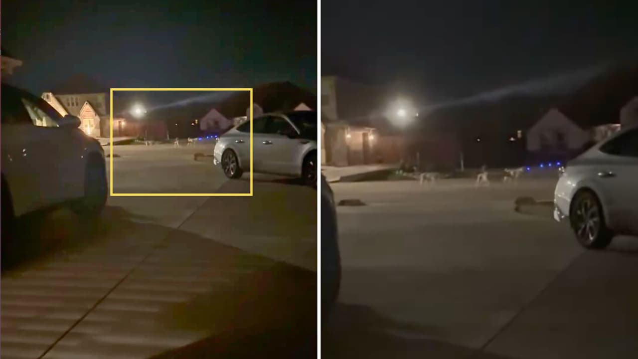 <h3 class="cms-H3-H3">El trasfondo: abandono y refugios llenos</h3> El condado de Johnson 
<b>no tiene un refugio ni un departamento de control animal</b>. Cada ciudad maneja lo suyo y los albergues cercanos. Eso significa que Godley queda atrapada:
<b> con perros que se multiplican y sin dónde llevarlos.</b>
<br>Los vecinos aseguran que 
<b>el abandono de mascotas es constante.</b> Camadas de perros sin esterilizar se suman a la manada y, con los refugios cercanos al máximo de su capacidad, la situación escala. 
<br>“Sabemos que los albergues están llenos, 
<b>pero algo se debe hacer</b>”, reclamó una madre durante una reunión vecinal.