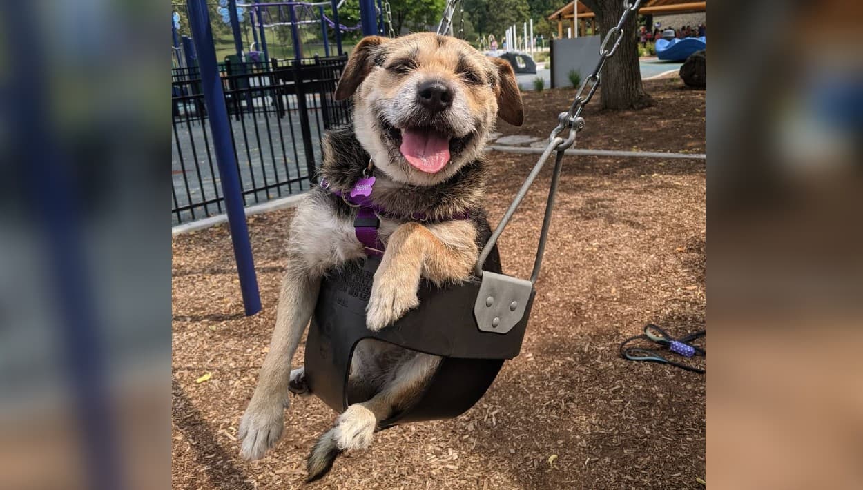 ¡Guau! Así es la fabulosa vida de Heaven, la "rescatada más linda del mundo" 