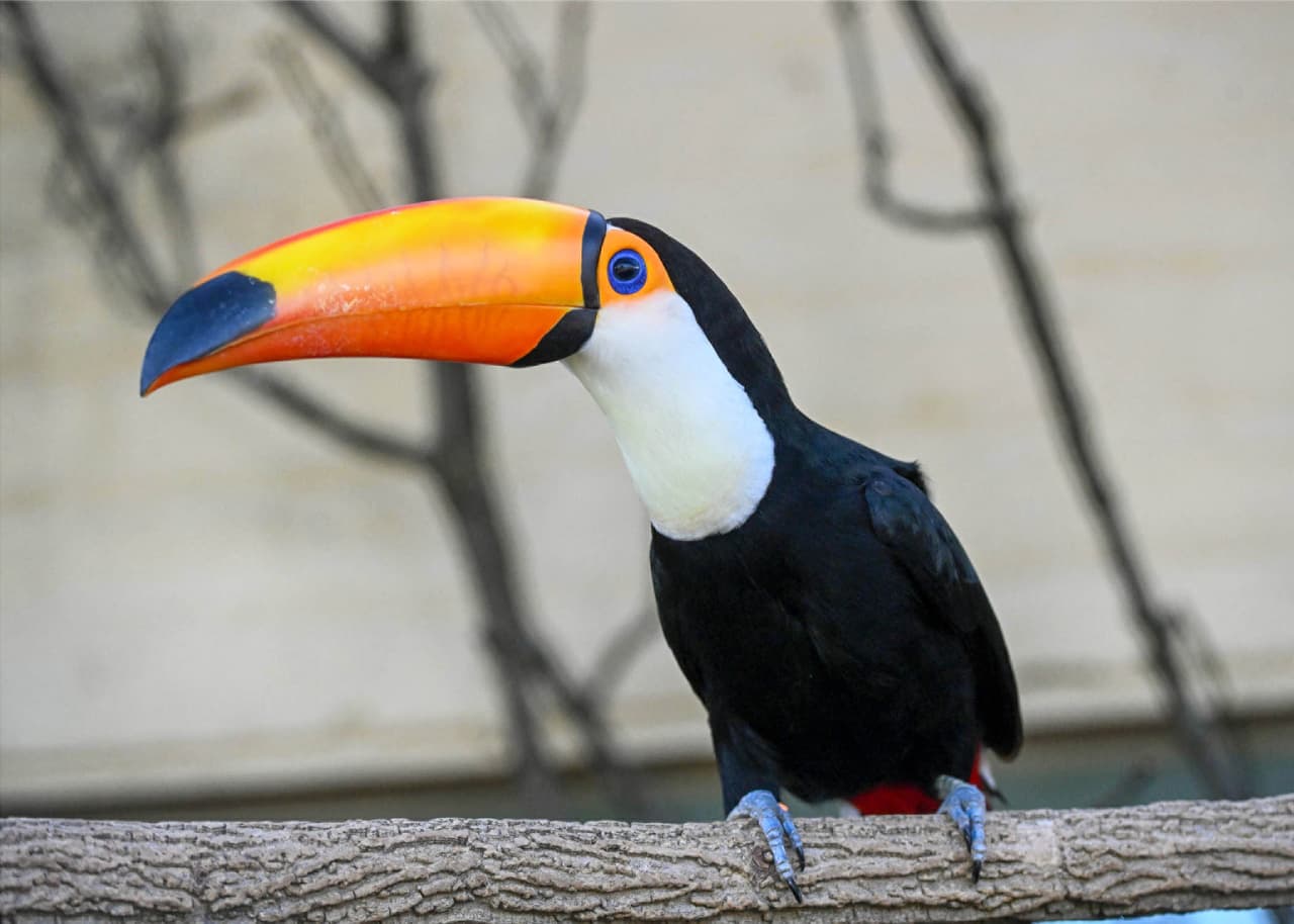 Los tucanes también forman parte de los animales que se pueden ver.