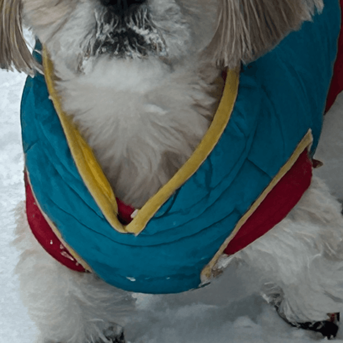 Angello Mendoza compartió la foto de esta mascota disfrutando de la nieve.